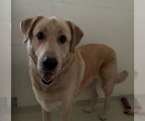 Labrador Retriever Dogs for adoption in Fremont, CA, USA