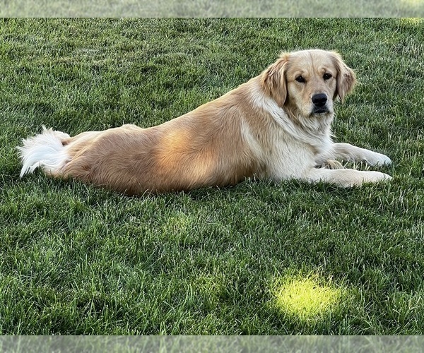 Medium Photo #1 English Cream Golden Retriever Puppy For Sale in ELLENSBURG, WA, USA