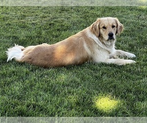Mother of the English Cream Golden Retriever puppies born on 06/17/2026