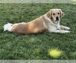 Small Photo #1 English Cream Golden Retriever Puppy For Sale in ELLENSBURG, WA, USA