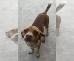 Small #3 Chihuahua
