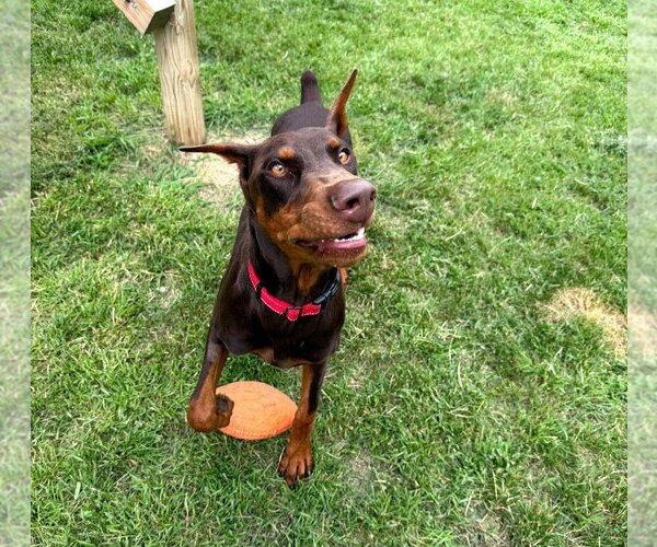 Medium Photo #3 Doberman Pinscher Puppy For Sale in Buffalo, MN, USA