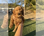 Puppy Puppy 7 Goldendoodle (Miniature)