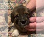 Small Photo #10 Dorgi Puppy For Sale in HURST, IL, USA