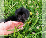 Small Photo #3 Havanese Puppy For Sale in HOUSTON, TX, USA