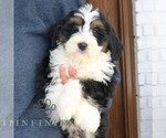 Small #1 Bernedoodle (Miniature) (+ Poodle Miniature)