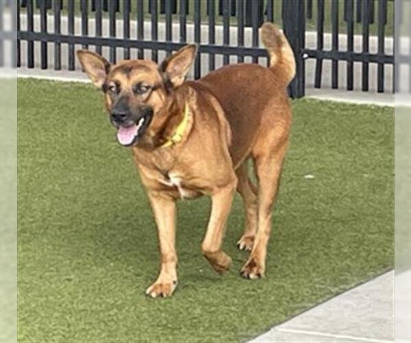 Medium Photo #2 German Shepherd Dog-Unknown Mix Puppy For Sale in Waco, TX, USA