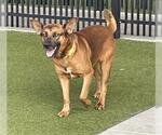 Small #1 German Shepherd Dog Mix