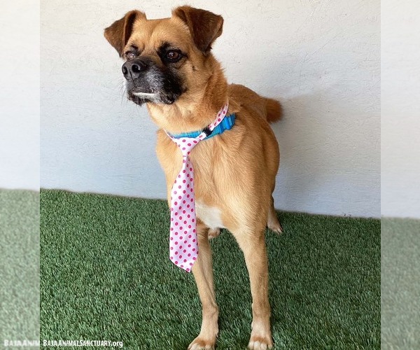 Medium Photo #4 Puggle Puppy For Sale in San Diego, CA, USA