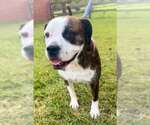 Small #3 American Pit Bull Terrier Mix