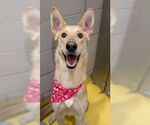 Small #12 Collie-German Shepherd Dog Mix