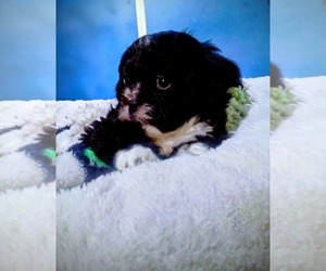 Maltipoo (Miniature) Puppy for sale in EL PASO, TX, USA