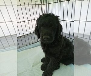 Goldendoodle Puppy for sale in ANTIOCH, IL, USA