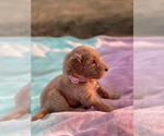 Small Photo #2 Goldendoodle Puppy For Sale in ANTIOCH, TN, USA