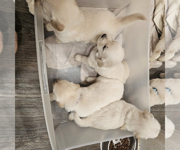Medium Photo #1 English Cream Golden Retriever Puppy For Sale in SODDY DAISY, TN, USA