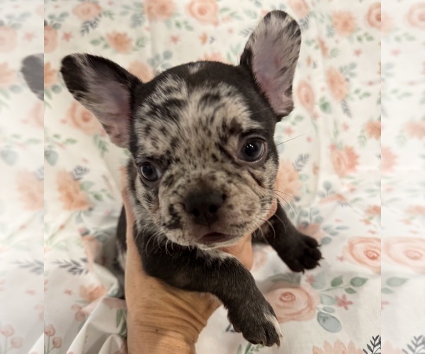 Medium Photo #13 French Bulldog Puppy For Sale in LEESBURG, GA, USA