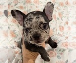 Small Photo #13 French Bulldog Puppy For Sale in LEESBURG, GA, USA