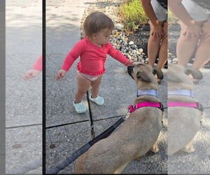 Palletie - Female Black Mouth Cur-German Shepherd Dog Mix Dog for Adoption - Photo #3