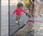 Small Photo #3 Black Mouth Cur-German Shepherd Dog Mix Puppy For Sale in Germantown, OH, USA