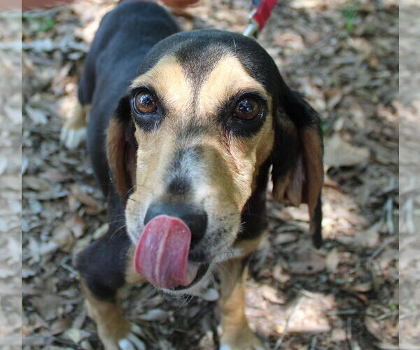 Medium Photo #10 Beagle Puppy For Sale in Dunnellon, FL, USA