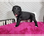 Small Photo #74 Golden Mountain Dog Puppy For Sale in BLACK FOREST, CO, USA