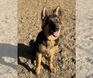 German Shepherd Dog Puppy for sale in COLUMBIA, KY, USA