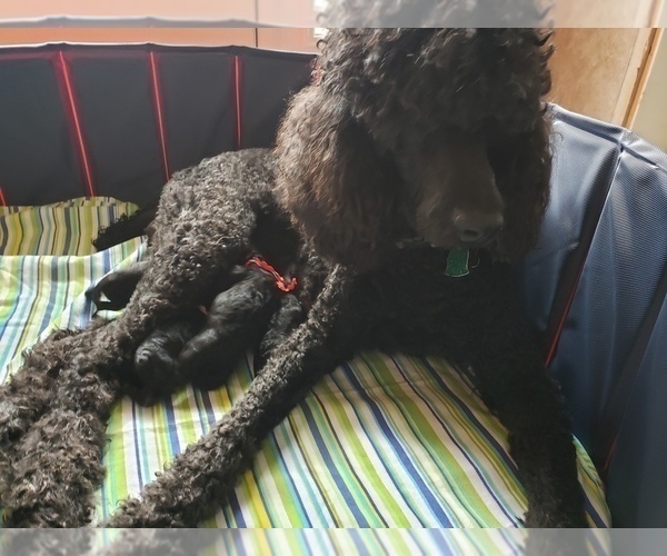 Medium Photo #12 Poodle (Standard) Puppy For Sale in DYERSBURG, TN, USA