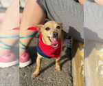 Small #6 Chihuahua