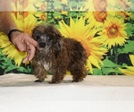 Spirit - Male Poodle (Toy) Puppy for Sale - Photo #11