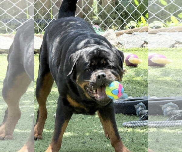 Medium Photo #1 Rottweiler Puppy For Sale in Mooresville, NC, USA