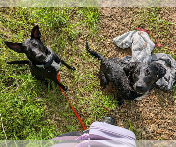 Medium Photo #14 Mutt Puppy For Sale in Overland Park, KS, USA
