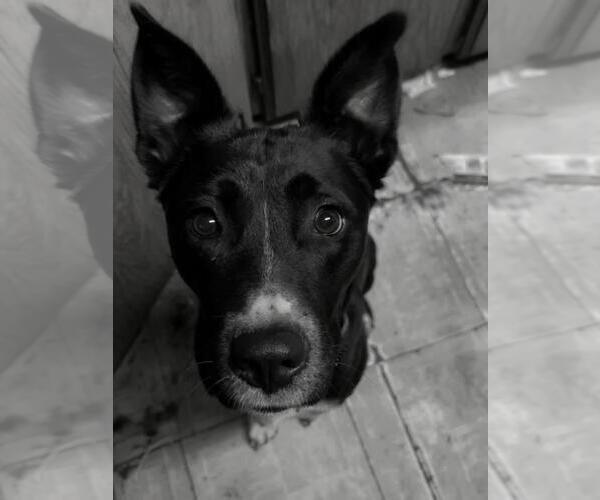 Medium Photo #2 Border Kelpie Puppy For Sale in Incline Village, NV, USA