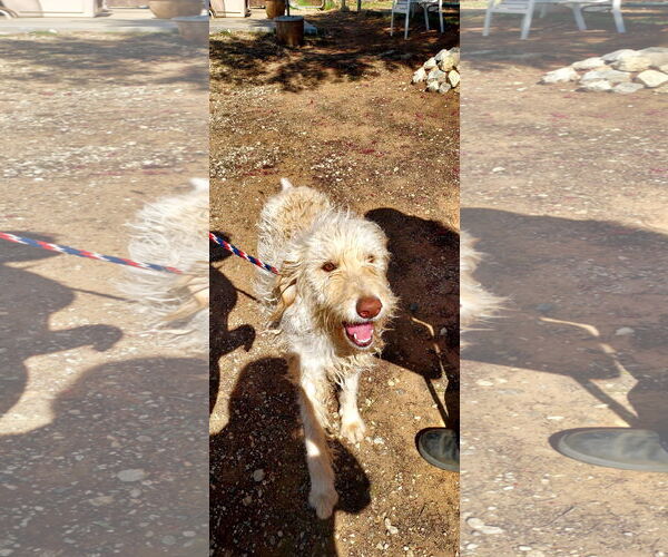 Medium Photo #4 Mutt Puppy For Sale in San Diego, CA, USA