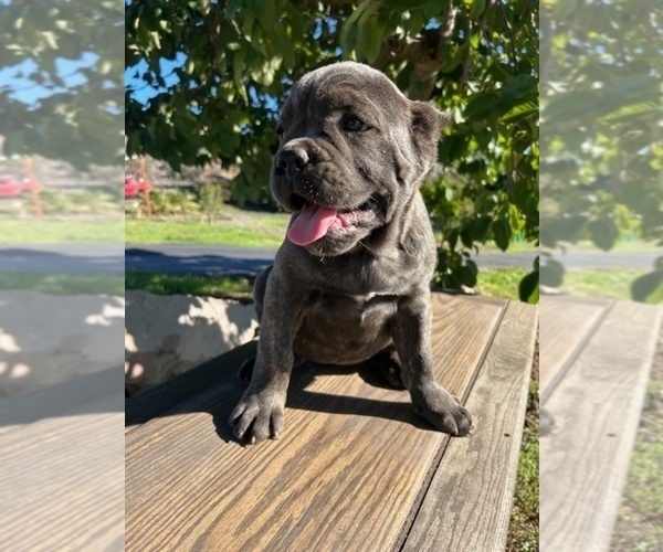 Medium Photo #1 Cane Corso Puppy For Sale in OCEANSIDE, CA, USA