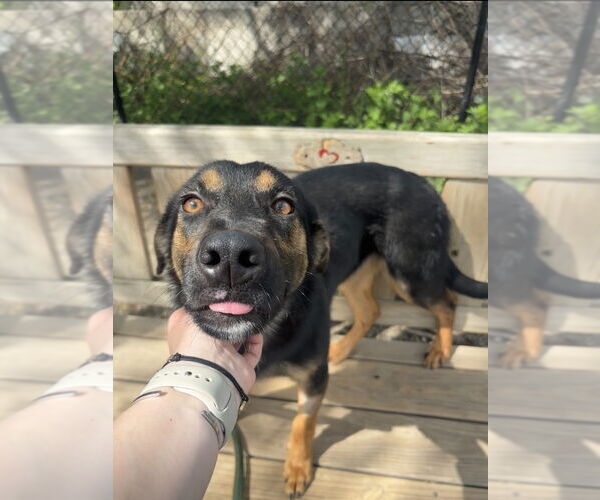 Medium Photo #4 Mutt Puppy For Sale in Elmsford, NY, USA