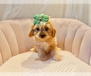 Cavapoo Puppy for sale in BATTLEFIELD, MO, USA