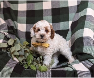 Poodle (Miniature) Puppy for sale in OXFORD, PA, USA