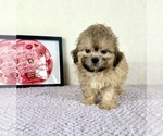 Small #4 Shih-Poo