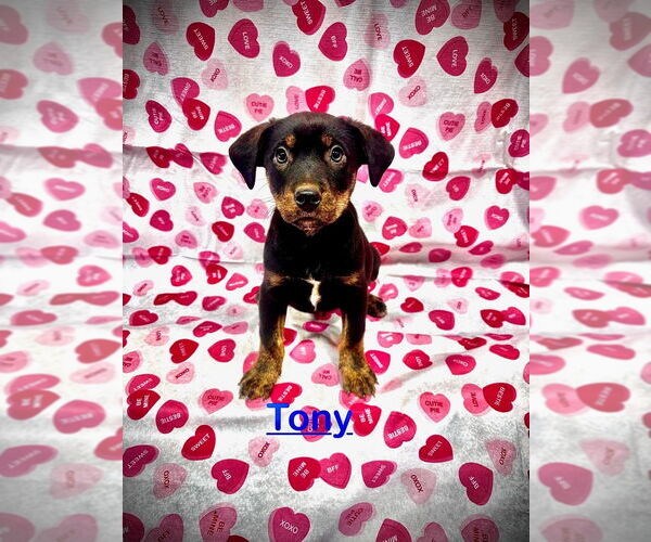 Medium Photo #2 Mutt Puppy For Sale in Mooresville, NC, USA