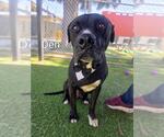 Small #1 American Pit Bull Terrier
