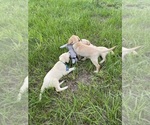 Small Photo #7 Labrador Retriever Puppy For Sale in TAMPA, FL, USA