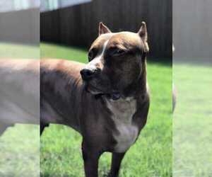 American Pit Bull Terrier Dogs for adoption in SAN ANTONIO, TX, USA