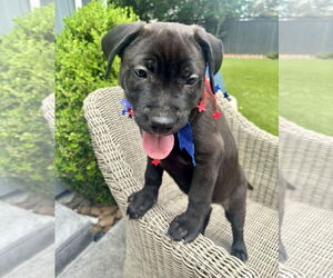Labrador Retriever-Unknown Mix Dogs for adoption in Houston, TX, USA
