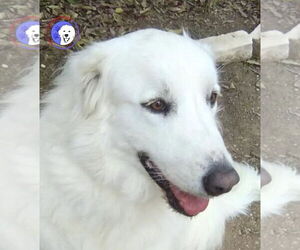 Great Pyrenees Dogs for adoption in Spring, TX, USA