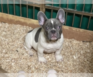 French Bulldog Puppy for sale in PHILLIPS RANCH, CA, USA