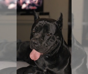 Mother of the Cane Corso puppies born on 10/10/2022