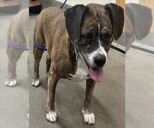 Boxer-Unknown Mix Dogs for adoption in Forestville, MD, USA