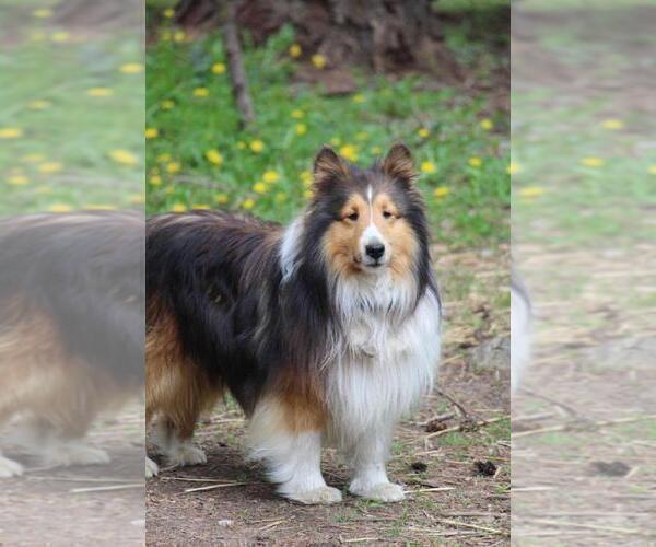 Medium Photo #1 Shetland Sheepdog Puppy For Sale in CLAYTON, WA, USA