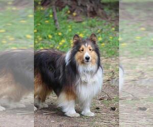 Father of the Shetland Sheepdog puppies born on 11/30/2022