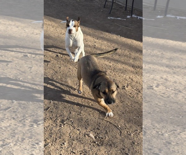 Medium Photo #4 Beagi Puppy For Sale in Peralta, NM, USA